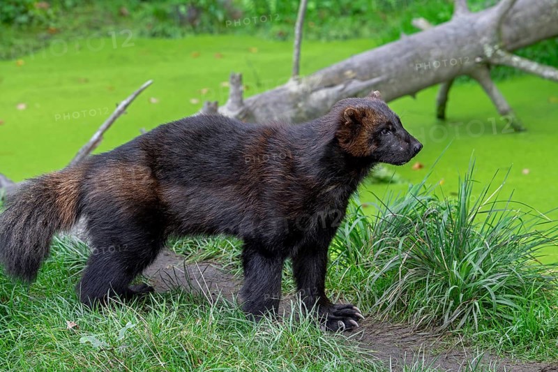 Wolverine, glutton, carcajou (Gulo gulo) foraging in forest, native to Scandinavia, Russia, Siberia, Canada and Alaska