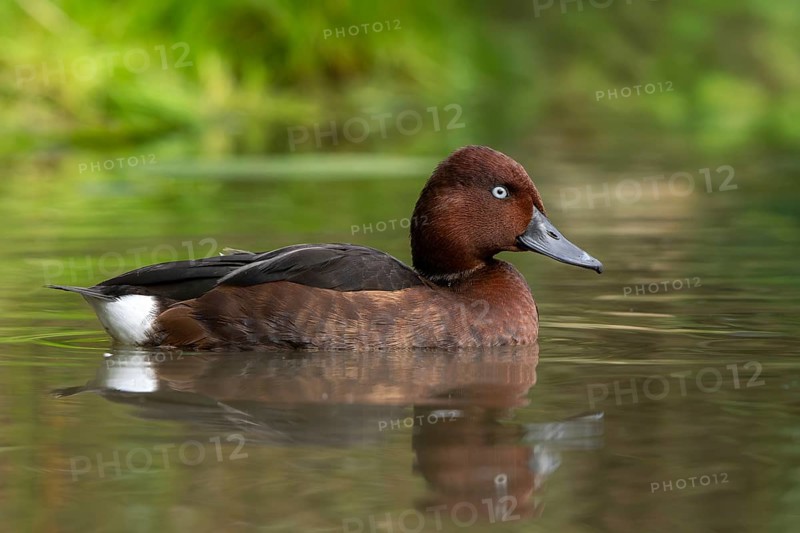 Ferruginous duck, ferruginous pochard, common white-eye, white-eyed pochard (Aythya nyroca), male in eclipse plumage swimming in pond in autumn
