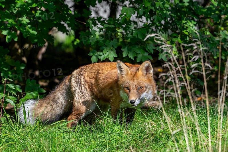 Hunting red fox (Vulpes vulpes) stalking prey in meadow, grassland along hedge