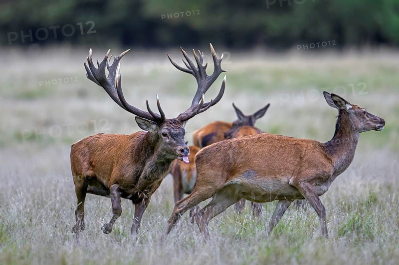 Red deer (Cervus elaphus) stag with big antlers in grassland checking out hinds, females in heat by flicking tongue during the rut in autumn, fall