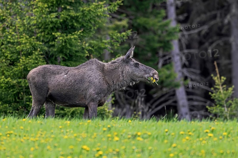 Moose, elk (Alces alces) cow, female eating dandelions in meadow at edge of spruce forest in spring, Sweden, Scandinavia