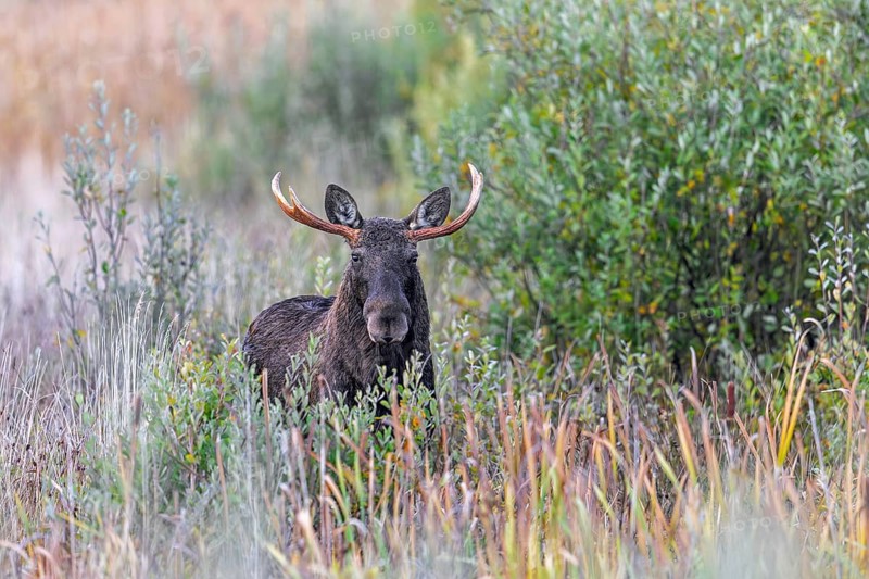 Moose, elk (Alces alces) bull, male feeding on willow leaves in marshland in autumn, fall, Sweden, Scandinavia