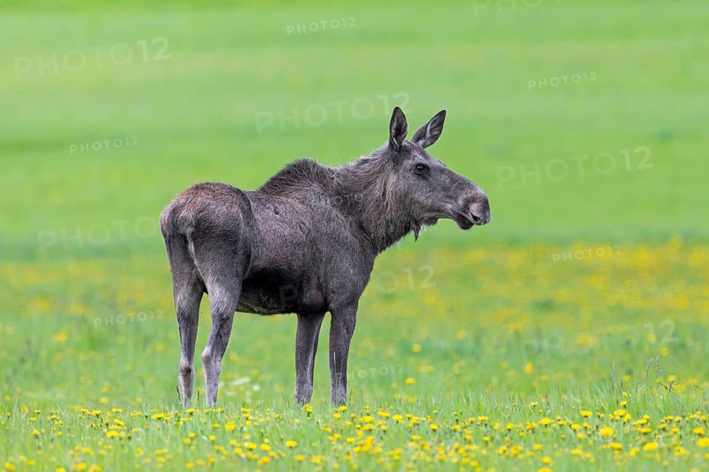 Moose, elk (Alces alces) cow, female grazing in meadow with wildflowers, dandelions in spring, Sweden, Scandinavia