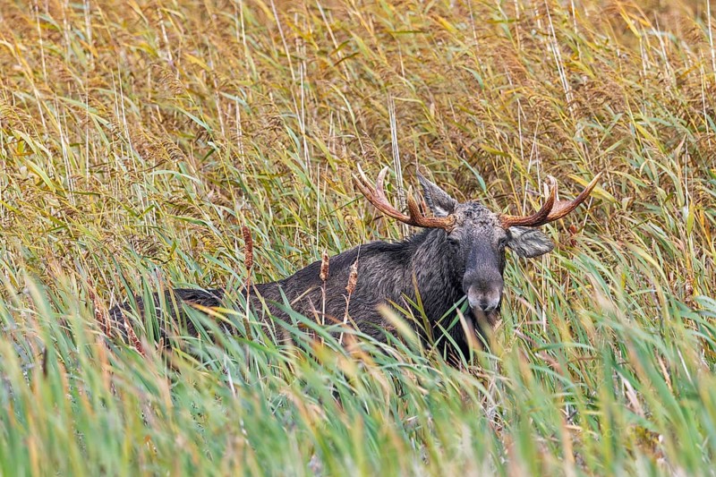 Moose, elk (Alces alces) bull, male foraging in reed bed in marshland in autumn, fall, Sweden, Scandinavia