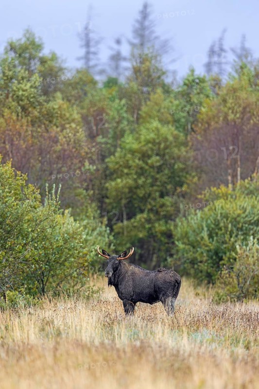 Moose, elk (Alces alces) bull, male foraging in grassland at edge of forest in autumn, fall, Sweden, Scandinavia