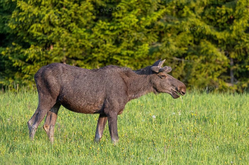 Moose, elk (Alces alces) adult bull, male with antlers covered in velvet grazing grass in meadow at edge of forest in spring, Sweden, Scandinavia
