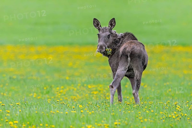 Moose, elk (Alces alces) cow, female eating dandelions in meadow with wildflowers in spring, Sweden, Scandinavia