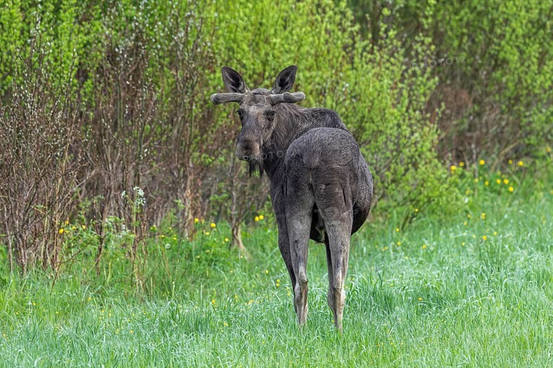 Moose, elk (Alces alces) adult bull, male with antlers covered in velvet foraging in grassland at edge of forest in spring, Sweden, Scandinavia