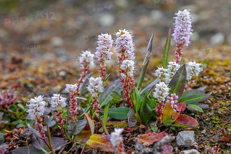 Alpine bistort, serpent-grass, viviparous bistort (Bistorta vivipara, Persicaria vivipara) perennial herb in flower on Svalbard, Spitsbergen