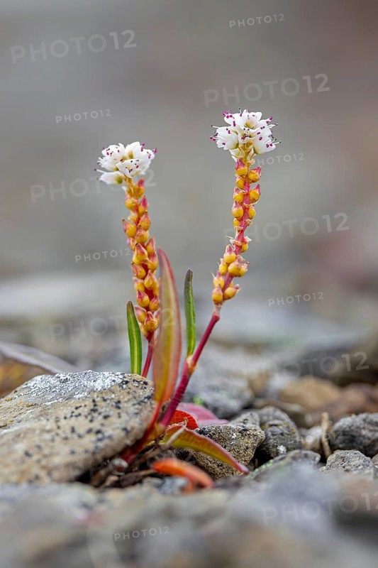 Alpine bistort, serpent-grass, viviparous bistort (Bistorta vivipara, Persicaria vivipara) perennial herb in flower on Svalbard, Spitsbergen