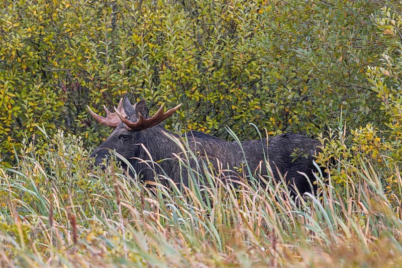 Moose, elk (Alces alces) bull, male feeding on willow leaves, hidden in marshland in autumn, fall, Sweden, Scandinavia