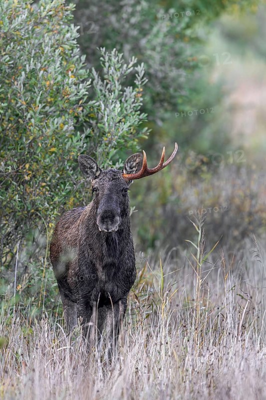 Moose, elk (Alces alces) young bull, male shedding antlers in grassland at edge of forest in autumn, fall, Sweden, Scandinavia