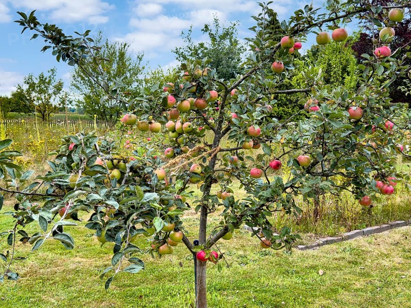 Small fruit tree apple tree with red apples in ornamental garden, Germany