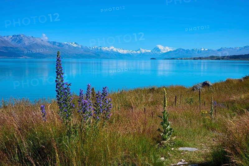 Blooming flowers on the shore of a clear lake with mountain backdrop, Lake Pukaki Viewpoint, Pukaki, Canterbury, South Island, New Zealand