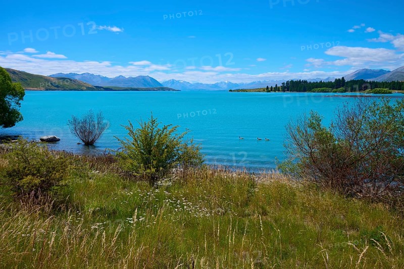 A calm lake with ducks surrounded by bushes and picturesque mountain scenery under blue skies, Lake Tekapo, Tekapo, Canterbury, South Island, New Zealand