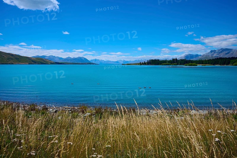 A wide lake with grasses in the foreground, surrounded by mountains and blue skies, Lake Tekapo, Canterbury, South Island, New Zealand