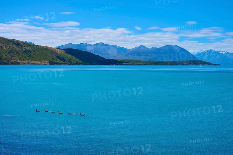 Deep blue lake with ducks fringed by green hills and high mountains in the background, Lake Tekapo, Canterbury, South Island, New Zealand