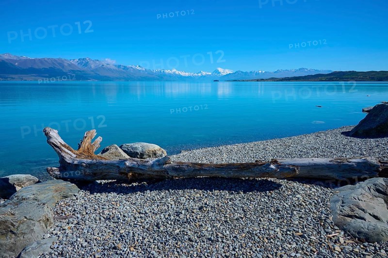 Flowwood on rocky shore overlooking a blue lake on mountains, Lake Pukaki Viewpoint, Pukaki, Canterbury, South Island, New Zealand