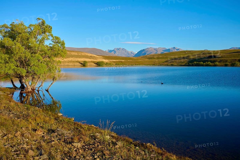 A peaceful lake with a tree on the shore against a mountainous backdrop, Lake McGregor, Tekapo, Canterbury, South Island, New Zealand