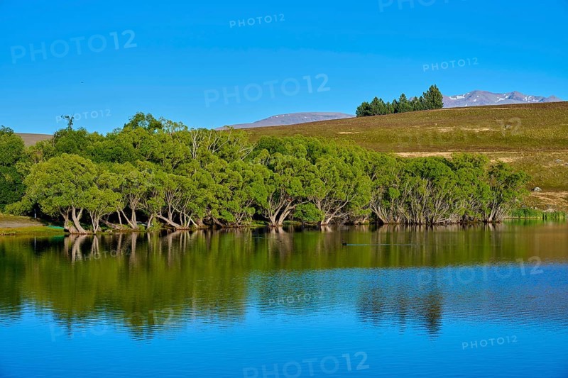 A lake with reflecting trees under a clear blue sky, Lake McGregor, Tekapo, Canterbury, South Island, New Zealand