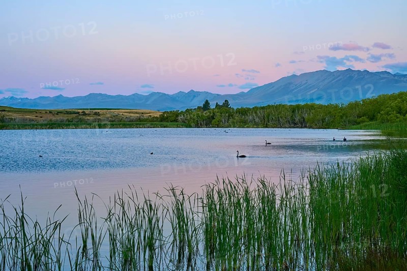 Calm lake with swans and mountains in the background at sunrise, Lake McGregor, Tekapo, Canterbury, South Island, New Zealand