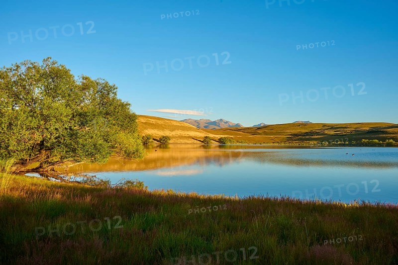 Tree on calm lake with mountains and clear sky in the background, Lake McGregor, Tekapo, Canterbury, South Island, New Zealand