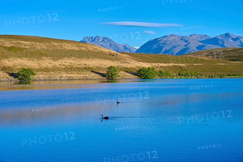 A calm lake with swans against a mountain backdrop under blue skies, Lake McGregor, Tekapo, Canterbury, South Island, New Zealand