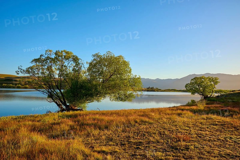 Lakeside tree at sunrise with blue sky and mountains in background, Lake McGregor, Tekapo, Canterbury, South Island, New Zealand