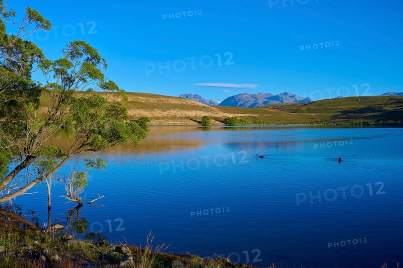 Tree on calm lake with mountains and clear blue sky, Lake McGregor, Tekapo, Canterbury, South Island, New Zealand