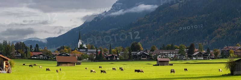 Cows, Allgäu brown cattle, pasture at sunrise, Loretto meadows, near Oberstdorf, Allgäu, Bavaria, Germany
