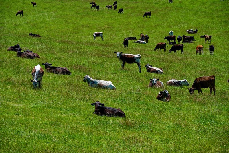 Group of cows on a vast green pasture under blue sky, Geraldine Fairlie Lookout, Geraldine, Canterbury, South Island, New Zealand