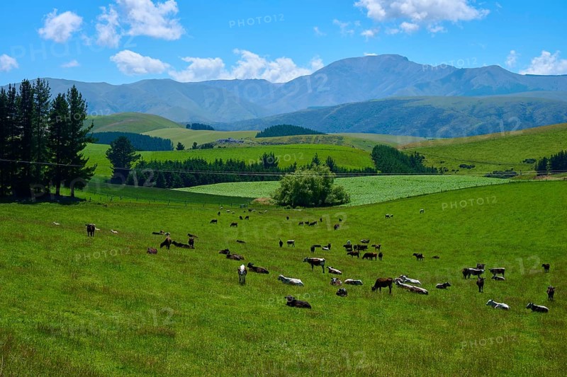 Cows grazing on green pastures against mountainous backdrop under blue skies, Geraldine Fairlie Lookout, Geraldine, Canterbury, South Island, New Zealand