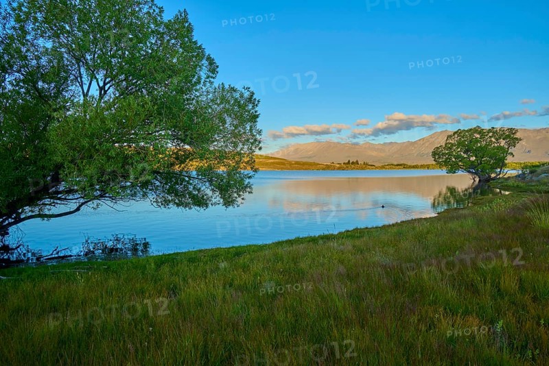Peaceful landscape with lake views, trees and soft evening colors in the sky, Lake McGregor, Tekapo, Canterbury, South Island, New Zealand
