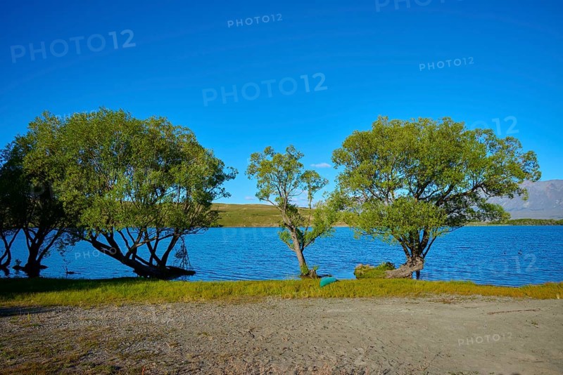 Tranquil landscape with trees on the shores of a quiet lake under clear blue sky, Lake McGregor, Tekapo, Canterbury, South Island, New Zealand