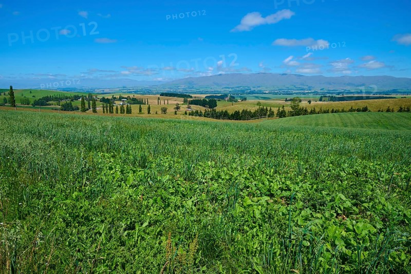 Extensive green meadow landscape under bright blue sky, Geraldine Fairlie Lookout, Geraldine, Canterbury, South Island, New Zealand