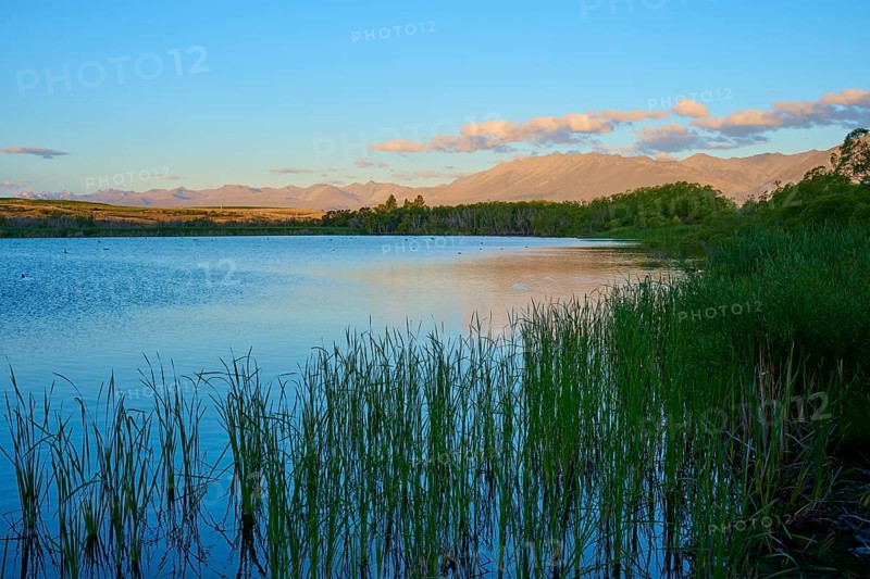 Lake with reeds in the foreground, mountains and clouds on the horizon in a calm evening mood, Lake McGregor, Tekapo, Canterbury, South Island, New Zealand