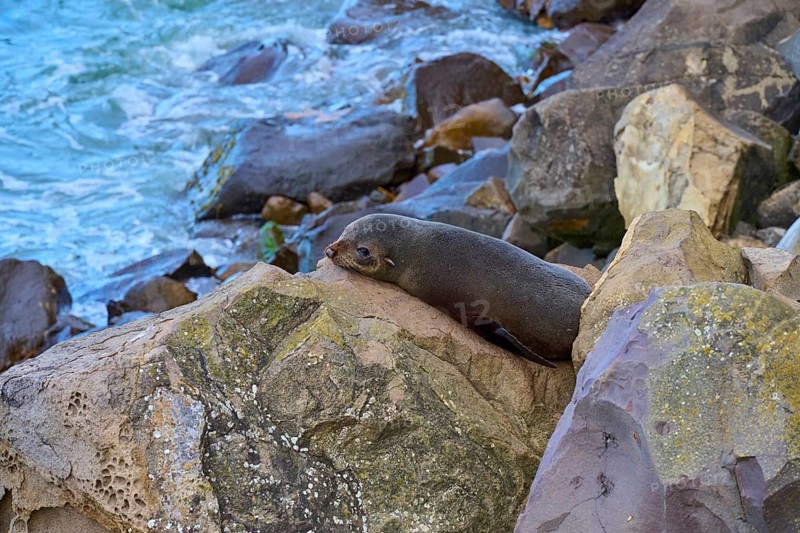 New Zealand fur seal (Arctocephalus forsteri) lying relaxed on rocks near the sea, Shag Point Lookout, Shag Point, Palmerston, Otago, South Island, New Zealand