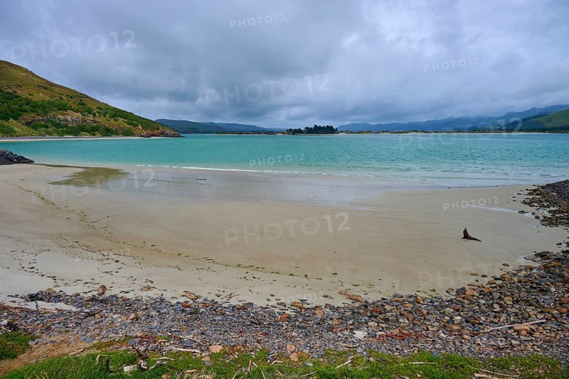 A beach with a New Zealand fur seal (Arctocephalus forsteri), and views of the turquoise sea under cloudy skies and rocky shores, Taiaroa Head, Harington Point, Dunedin, Otago, South Island, New Zealand