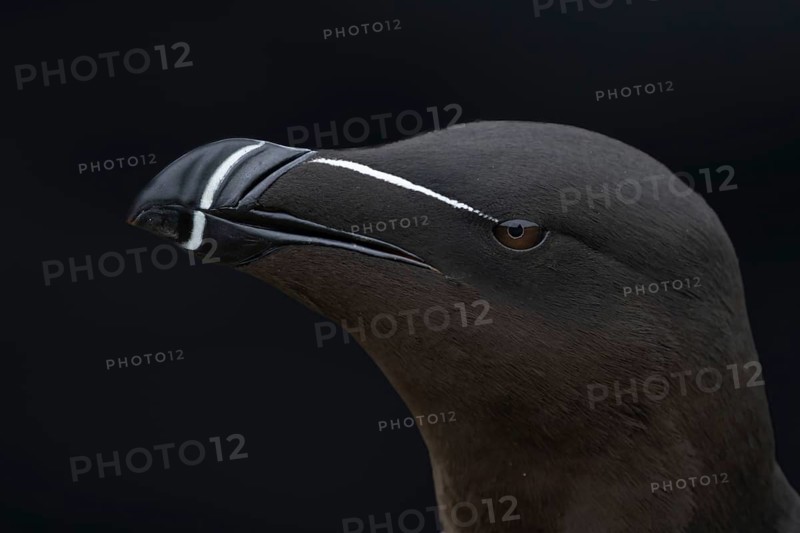 Tordalk (Alca torda) portrait photo of the head, Grimsey Island, Iceland