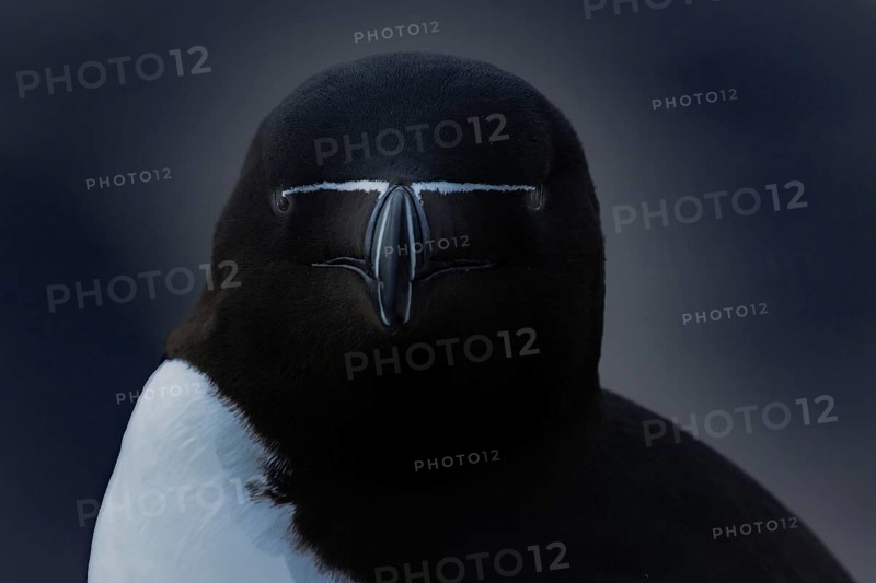 Tordalk (Alca torda) portrait photo front view, Grimsey island, Iceland