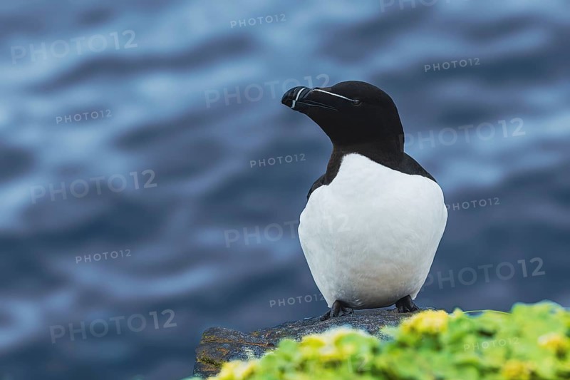 Tordalk (Alca torda) sits on rocky cliff, Grimsey Island, Iceland