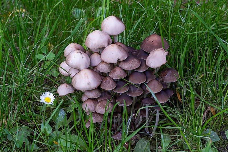 Group of mushrooms in a meadow with individual flowers and green blades of grass, Weinviertel Lower Austria