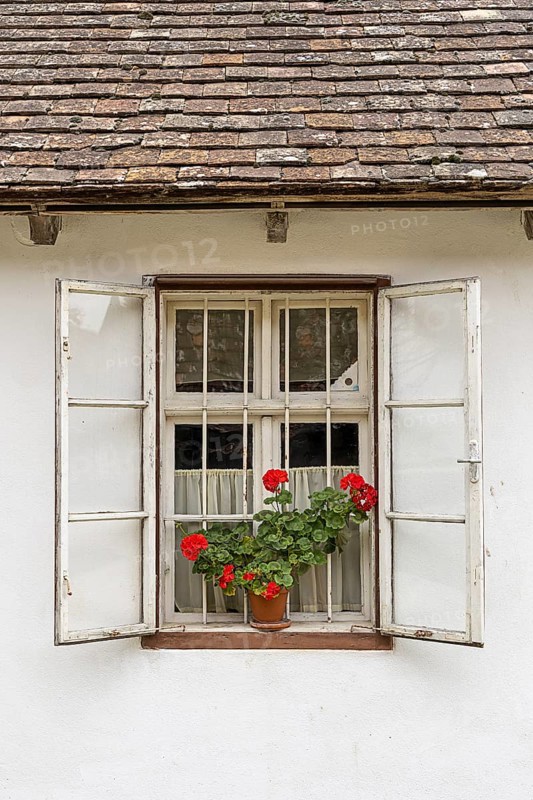 Single window with open shops and red geraniums in front of it, Weinviertel Lower Austria Austria