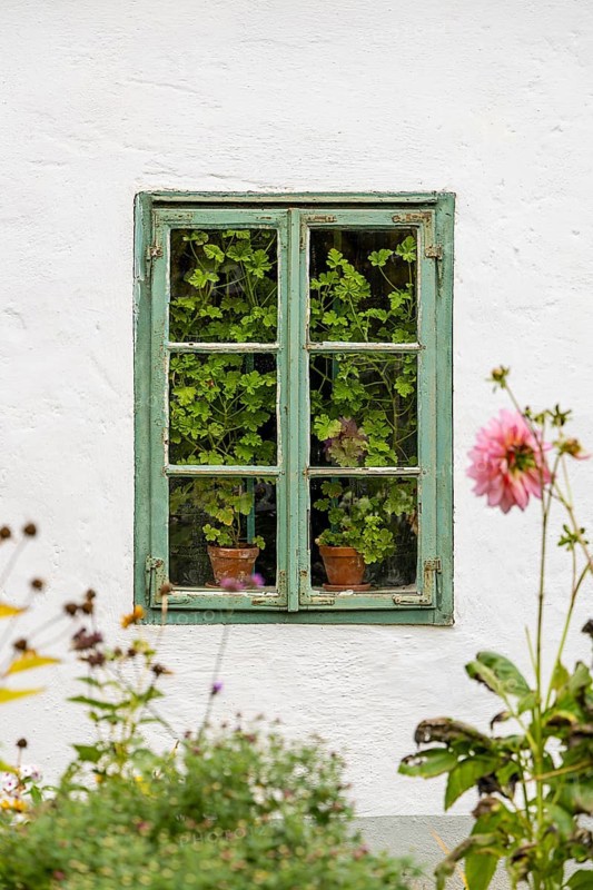Window with flowers and plants inside, green window frames, Weinviertel Lower Austria