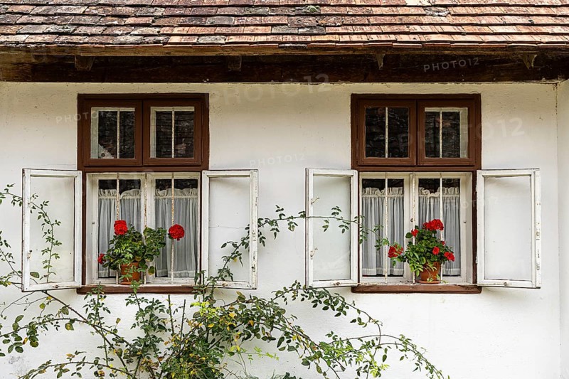 Two windows with open shutters, red geraniums in flower pots, Weinviertel Lower Austria Austria