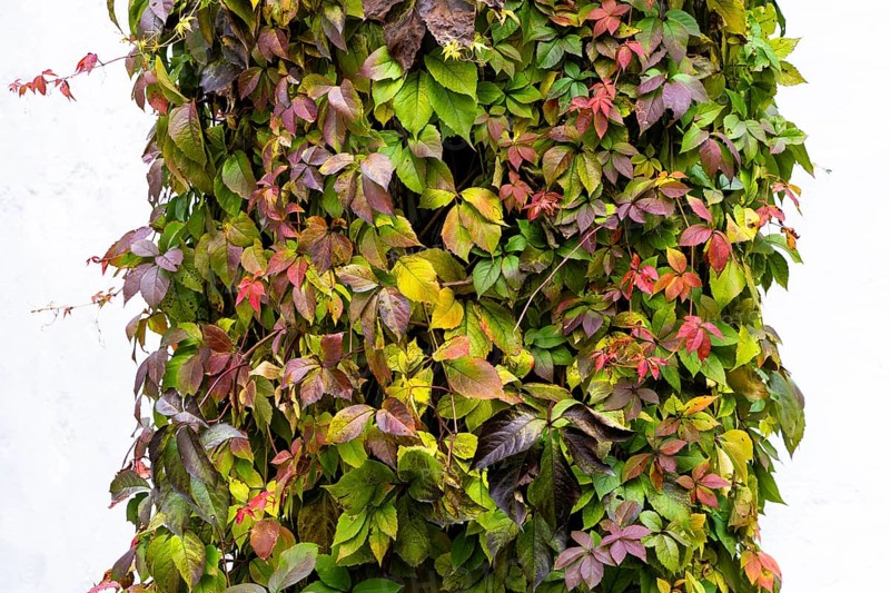 Autumn-colored leaves and tendrils on a house wall, Weinviertel Lower Austria