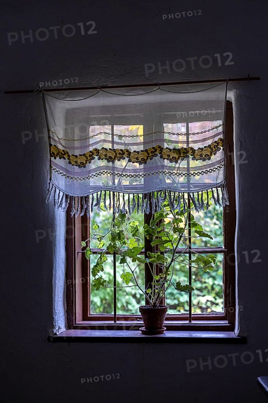 Window with floral pattern curtain and potted houseplant in low light, Weinviertel Lower Austria Austria
