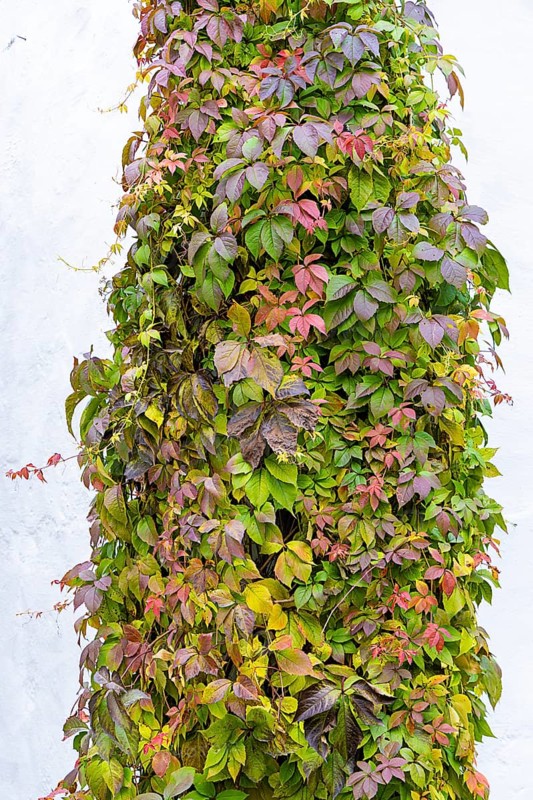 Different coloured autumn leaves of a climbing plant on a wall, Weinviertel Lower Austria Austria