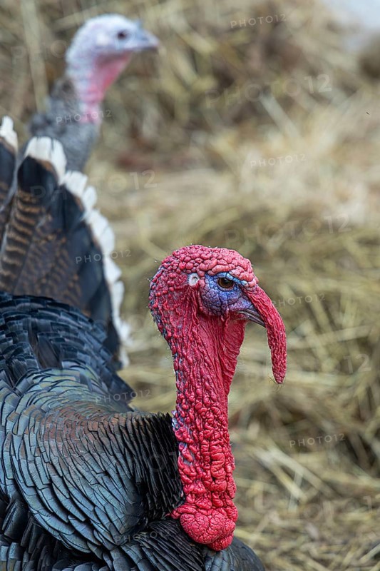 Close-up of a turkey head with detailed feather structure and red skin, another turkey in the background, Weinviertel Lower Austria