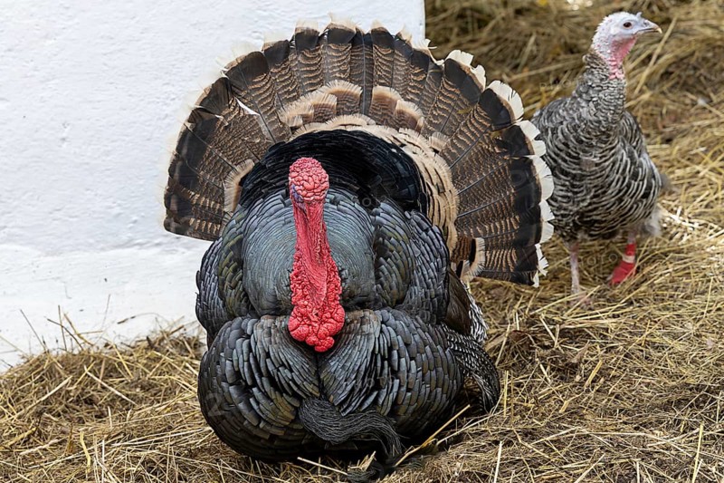 Massive turkey with a distinctive red head and detailed plumage on straw, Weinviertel Lower Austria